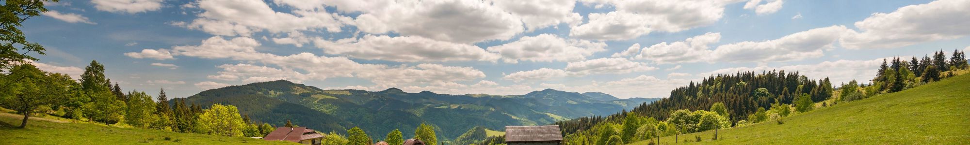 Grazing Horse At High Land Pasture At Carpathian Mountains